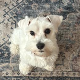 Miniature Schnauzers from Lowcountry’s Dreamy Schnauzers
