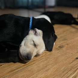 Dilute Retriever Puppies from BR Labradors, LLC