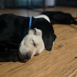 Dilute Retriever Puppies from BR Labradors, LLC