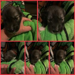 Black or agouti red female - Black female Siberian Husky puppy in Wheeling, West Virginia from Powells Huskies