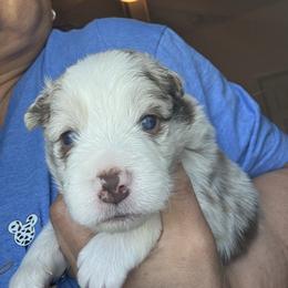 Spot on Tink - White and red merle female Border Collie puppy in Avondale, Louisiana from Spot On Border Collies