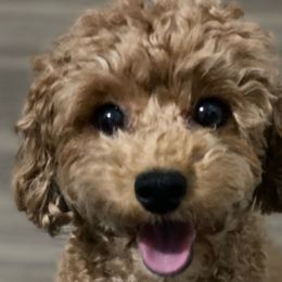 Febee - Poodle