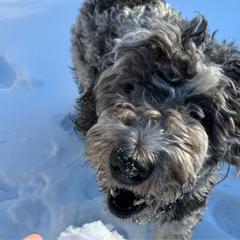 Juniper - Saint Berdoodle