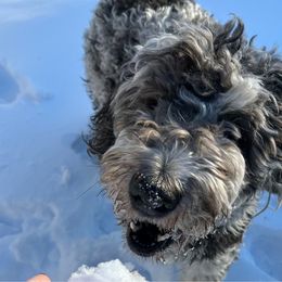 Juniper - Saint Berdoodle