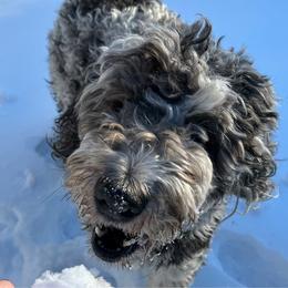 Juniper - Saint Berdoodle