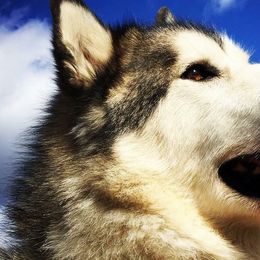 Alaskan Malamutes from DruAnne Martin-Nutzell's Alaskan Malamutes