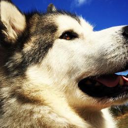 Alaskan Malamutes from DruAnne Martin-Nutzell's Alaskan Malamutes