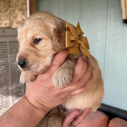 Brown Collar - Male 1 - Golden male Golden Retriever puppy in Bonanza, Oregon from Gold 'N Dust Ranch