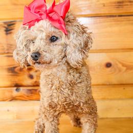 Nickie - Poodle