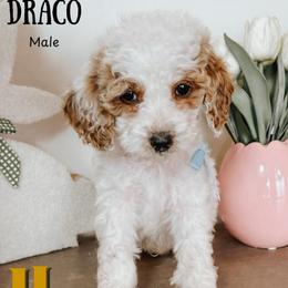 Draco - Parti male Goldendoodle puppy in Hilton, New York from The House of Goldendoodle