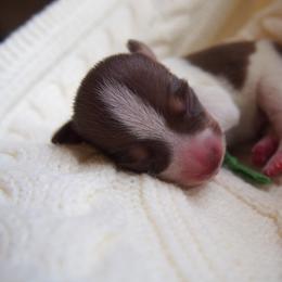 Boy 3 - male Teddy Roosevelt Terrier puppy in Carpenter, Wyoming from Wabbitfire Teddy Roosevelt Terriers