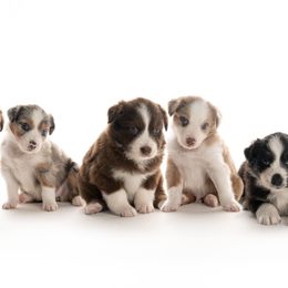 Australian Shepherd Puppies from Polkaussies