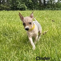 Cinder - White, black sable red female American Hairless Terrier puppy in Buckingham, Illinois from Gaus Hof