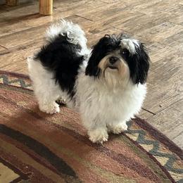 Havanese Puppies from Shadycove K9