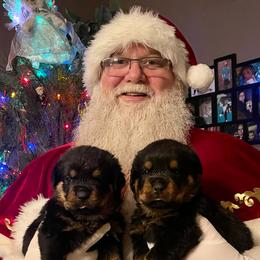Rottweiler Puppies from Bella Bowe Champion Import Rottweilers