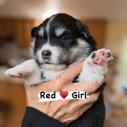 Red Girl - Black female Finnish Lapphund puppy in Redding, California from AlpenGlō Kennels