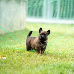Lead - Mahogany and black male Belgian Tervuren puppy in Sanford, North Carolina from Golden Wind
