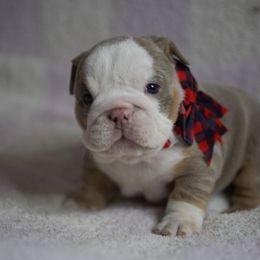 Boxer, Bulldog, and French Bulldog Puppies from Hillview Kennels