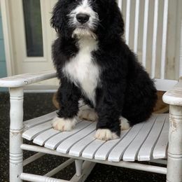 Bernedoodle and Double Doodle Puppies from Cloud Nine Doodles