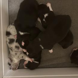 Border Collie Puppies from SoCal/Promise Land Border Collies