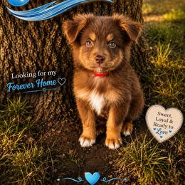 Coast - Red tri male Miniature Australian Shepherd puppy in Idalou, Texas from Lonesome Pine Mini Aussies