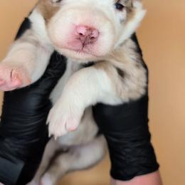 Raven3Girl4- RMF,LONGtail,AKC,OFAs,Genetics - Red merle female Australian Shepherd puppy in South Hill, Virginia from Silverside Aussies LLC