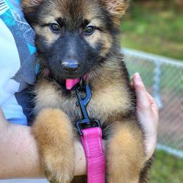 German Shepherd Puppies from Raven Oak's Shepherds