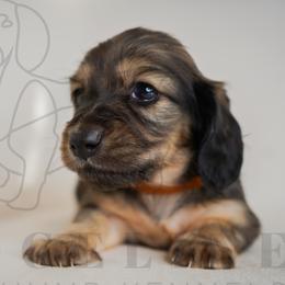 Gucci - Cream male Dachshund puppy in Temecula, California from Naomi Magee's Dachshund Kennel