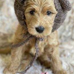 Goldendoodle Puppies from Beck Kennel