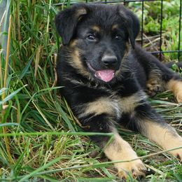 German Shepherd Puppies from Kaw-Tal German Shepherds