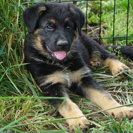 German Shepherd Puppies from Kaw-Tal German Shepherds