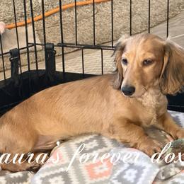 Bodhi - Cream male Dachshund puppy in Lakecreek, Oregon from Forever Doxie