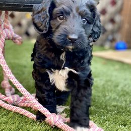 Australian Labradoodle Puppies from Cascade Canyon Labradoodles