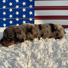 Zack - Dapple male Dachshund puppy in Colbert, Oklahoma from Brooke Crenshaw
