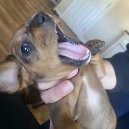 Dachshund Puppies from CV Doxies