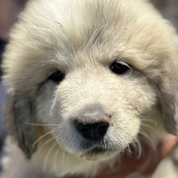Boy 3 - White and badger male Great Pyrenees puppy in Arroyo Grande, California from R Pyr Great Pyrenees