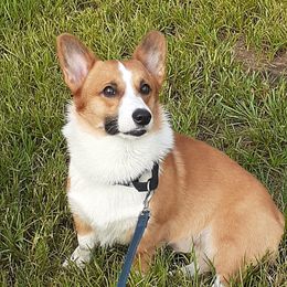 Dylan - Pembroke Welsh Corgi