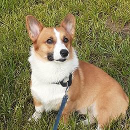 Dylan - Pembroke Welsh Corgi