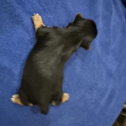 Yorkshire Terrier Puppies from Kelvin A.