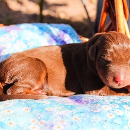 Doberman Pinscher Puppies from Lilo & Stitch Kennels