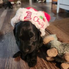 Double Doodle Puppies from Christina's Double Doodles