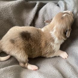 Male 2 - Blue merle white and tan male Shetland Sheepdog puppy in Chambersburg, Pennsylvania from Clark Kennel Shelties