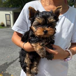 Ray - Black and gold male Yorkshire Terrier puppy in Ephrata, Pennsylvania from Heritage Yorkies