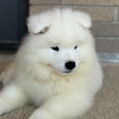 Grey - White male Samoyed puppy in Springfield, Massachusetts from Imperial Samoyeds