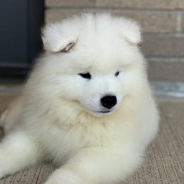 Grey - White male Samoyed puppy in Springfield, Massachusetts from Imperial Samoyeds