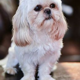 Snuggs - Cream and white male Shih Tzu puppy in Montrose, Colorado from Nana's Happy Pups