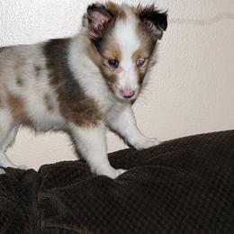 Rottweiler and Shetland Sheepdog Puppies from Mountain High Kennels