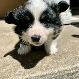 Sticky Bun - Black and tan male Pembroke Welsh Corgi puppy in Paris, Kentucky from Flat Run Corgis