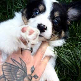 Yellow boy - Black and tan male American Corgi puppy in Castle Rock, Washington from R and b corgis and farm