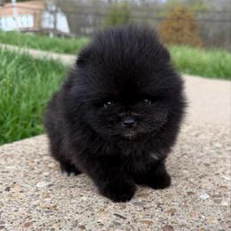 Black boy - Black male Pomeranian puppy in Pittsburgh, Pennsylvania from Peachy Pomeranians